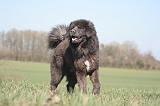DOGUE DU TIBET 565